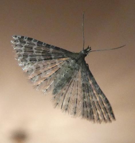 Alucita sp.
